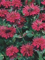 Monarda did. Fireball, Bee Balm #1