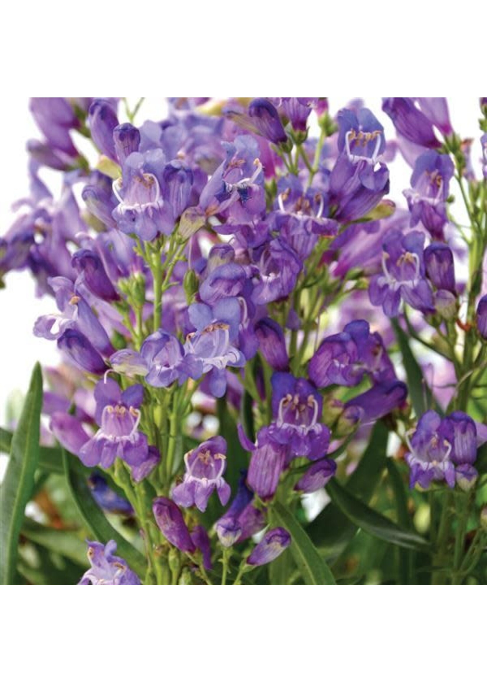 Penstemon Rock Candy Blue Beardtongue,  #1