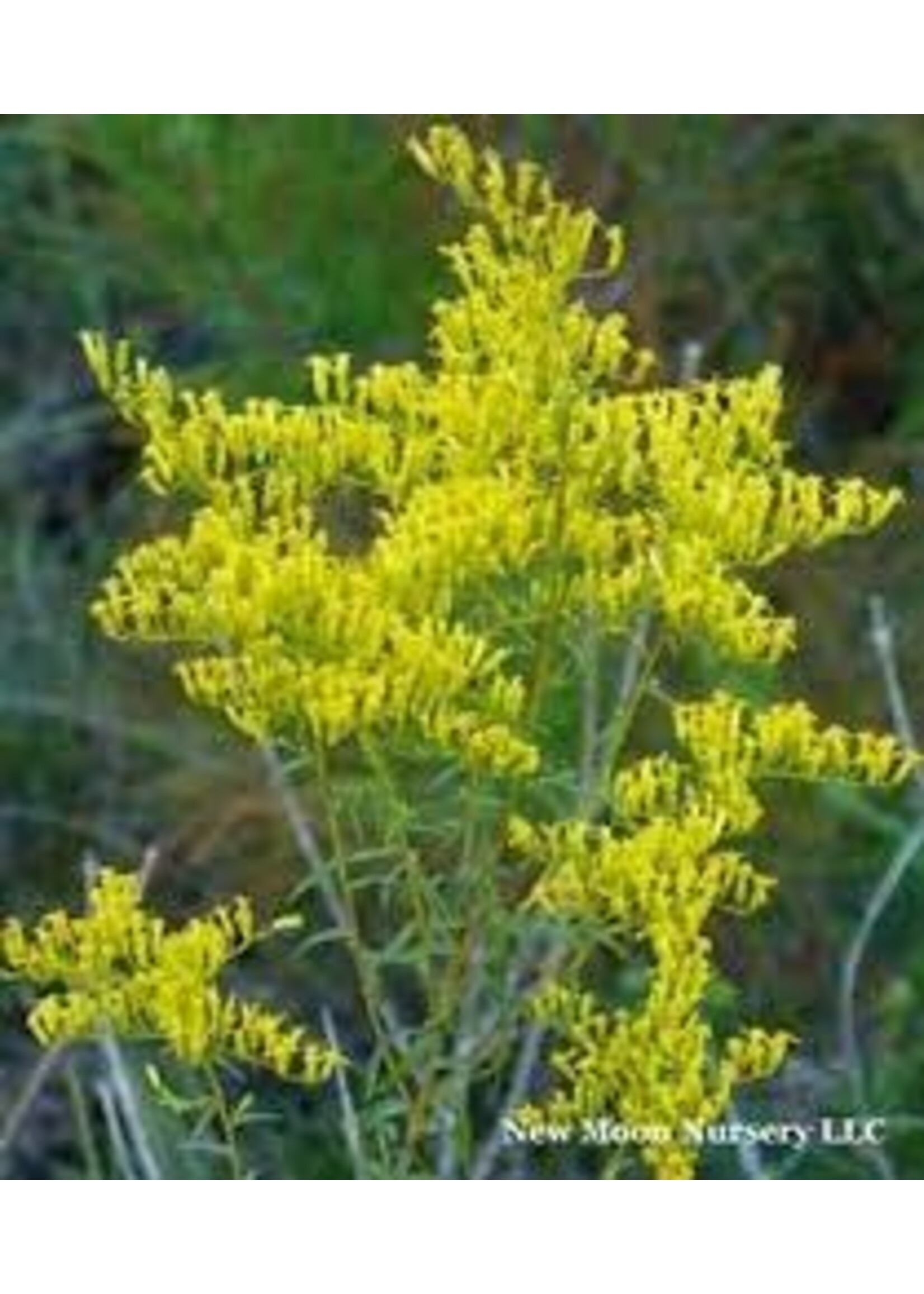 Solidago odora, Sweet goldenrod #1 container