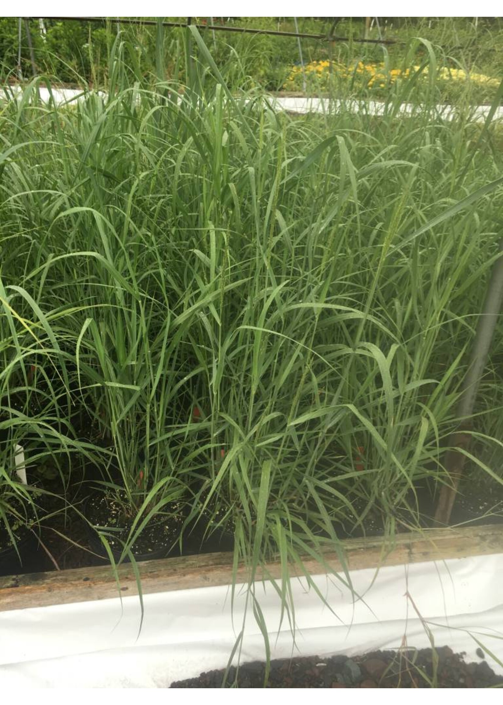 Panicum virgatum Grass - Ornamental Switch open pollinated, #1