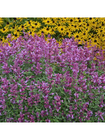 Agastache 'Rosie Posie' , Hyssop #1