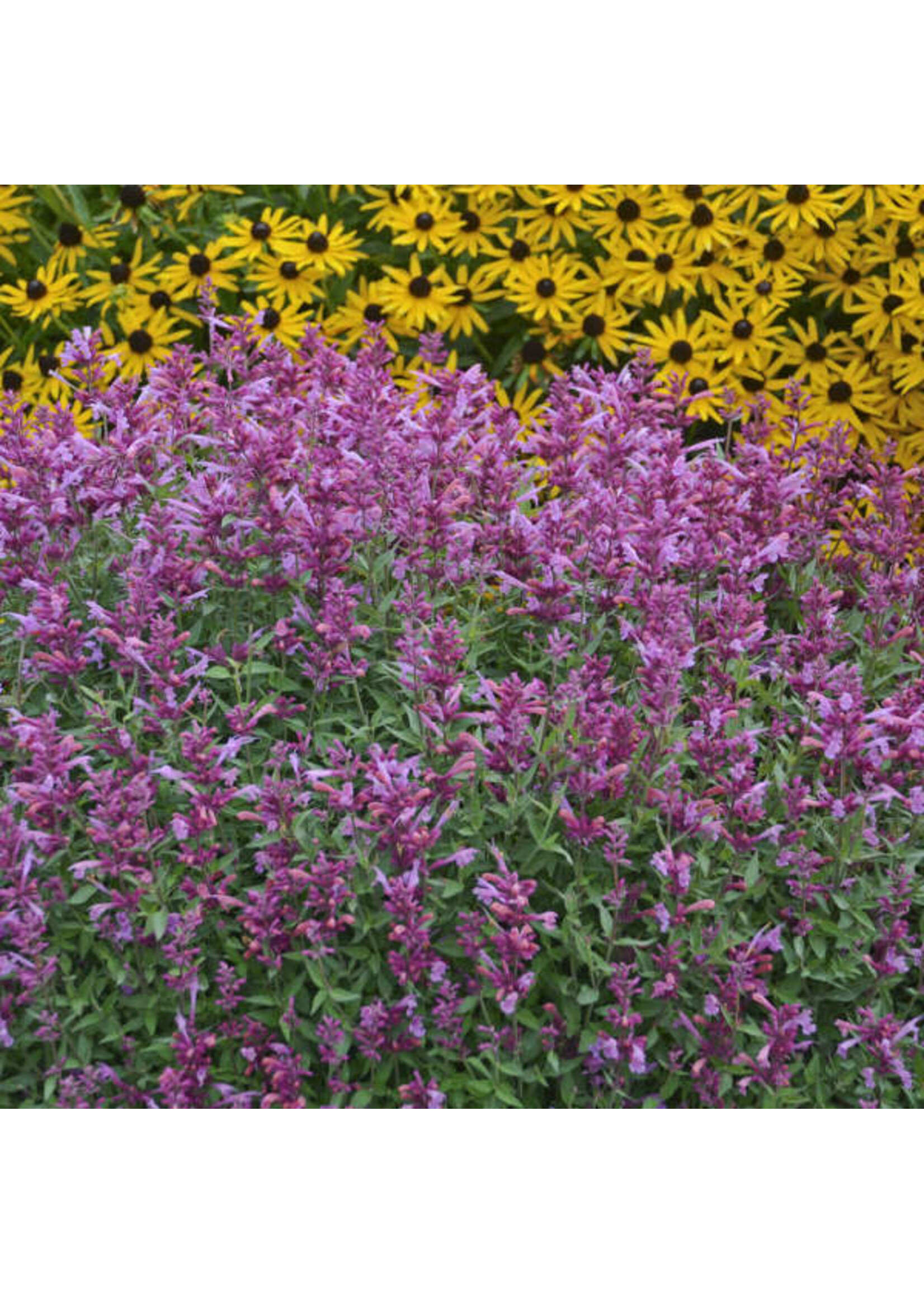 Agastache 'Rosie Posie' , Hyssop #1