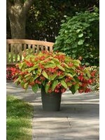 Begonia Boliviensis 4.5"