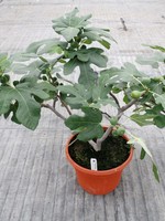 Ficus Fignomenal Hardy Fig, QT
