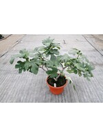 Ficus Fignomenal Hardy Fig, #3 container