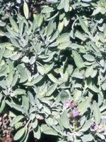 Sage, Garden Grey, Herb Qt pots- Organic
