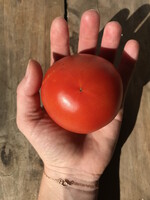 Tomato, Early Girl, Heirloom- Vegetable, 4" pot