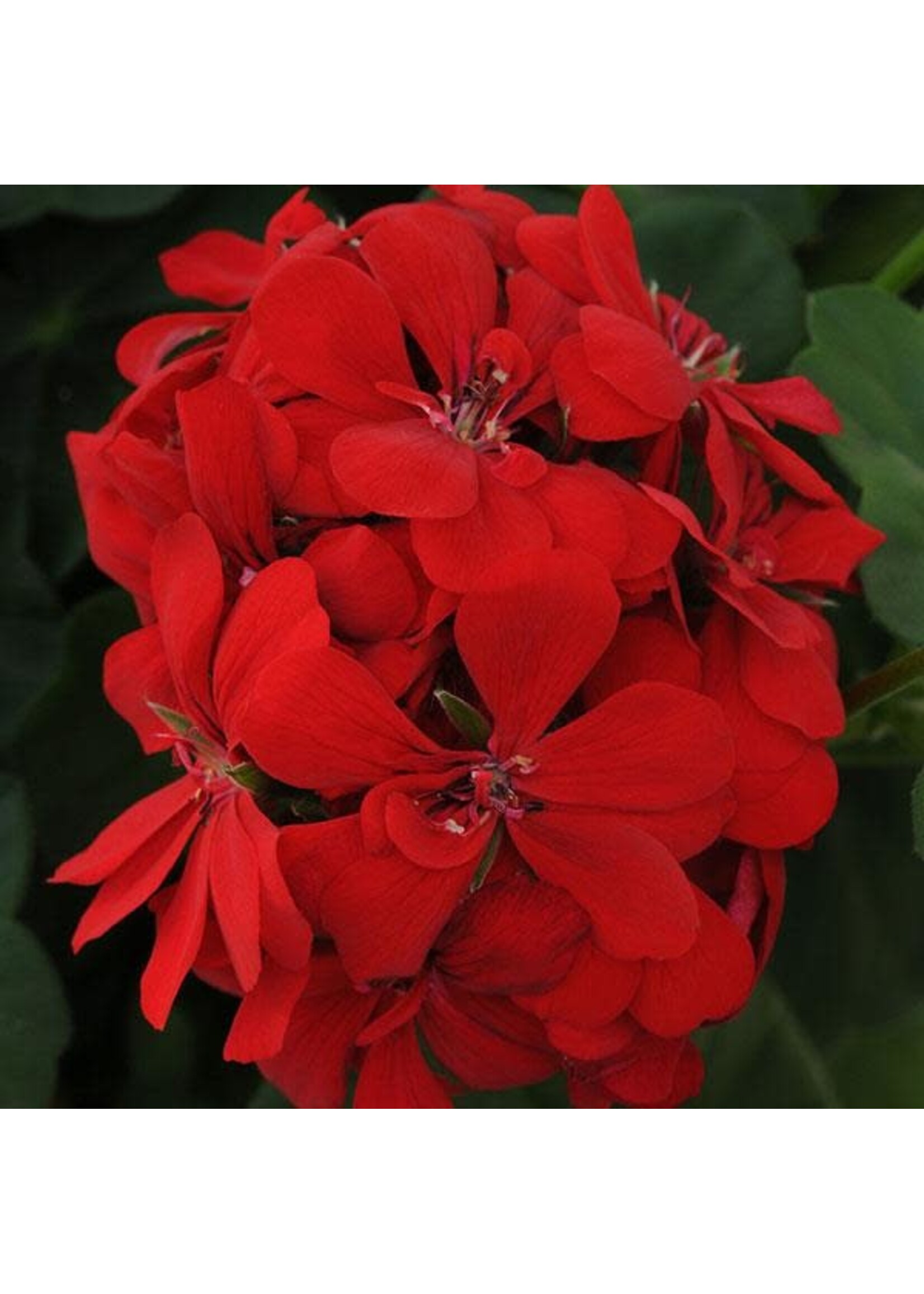 Geranium,  assorted, 4.5" pot