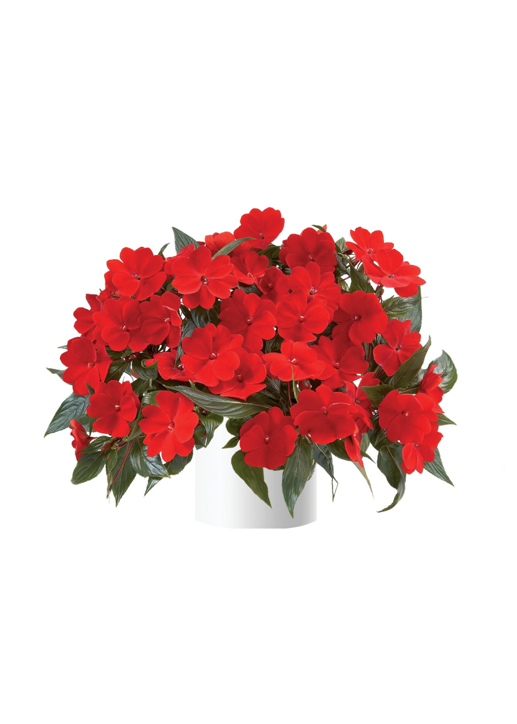 Impatiens, Sunpatiens assorted colors, 4.5" pot