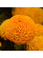 Marigold,  Taishan orange or yellow 4"