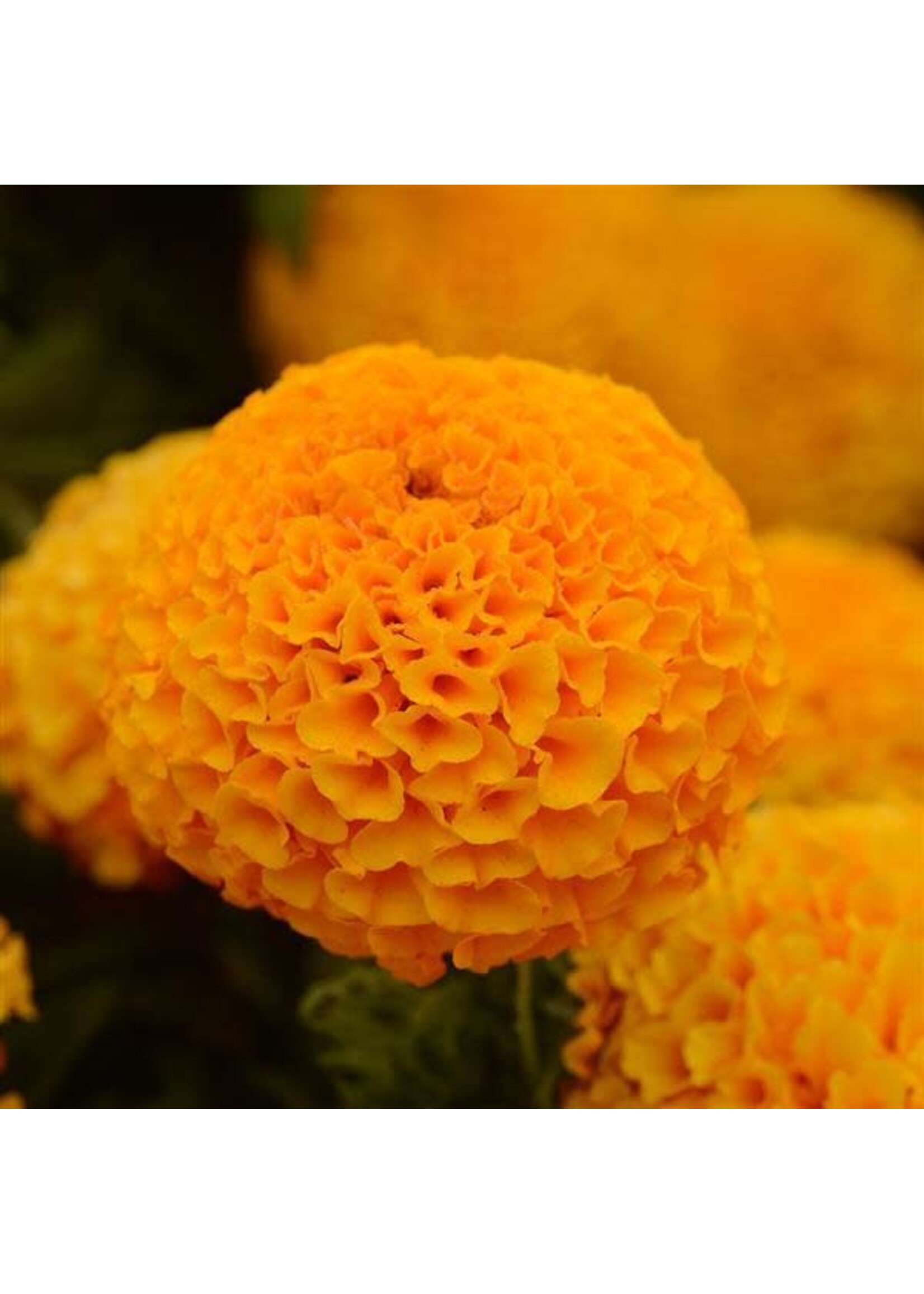 Marigold,  Taishan orange or yellow 4"