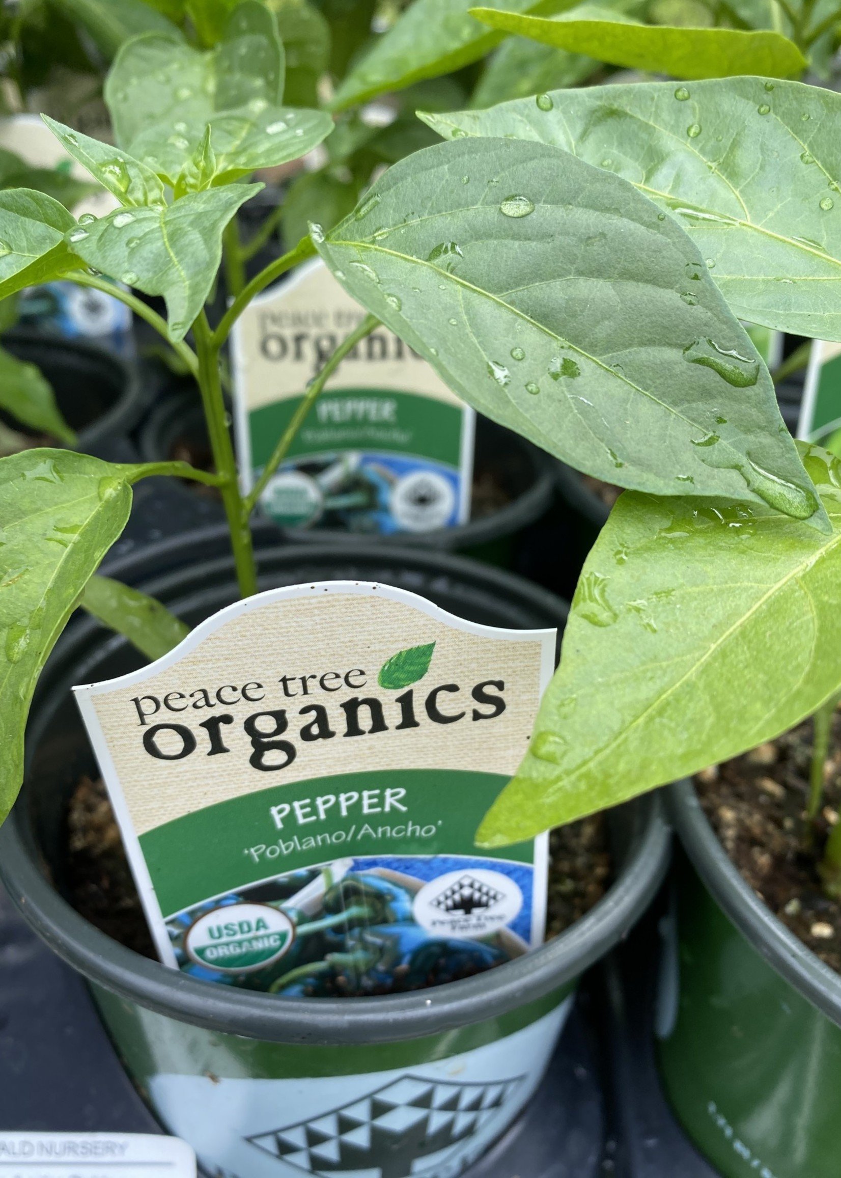 Pepper,  Ancho Poblano Organic Qt.