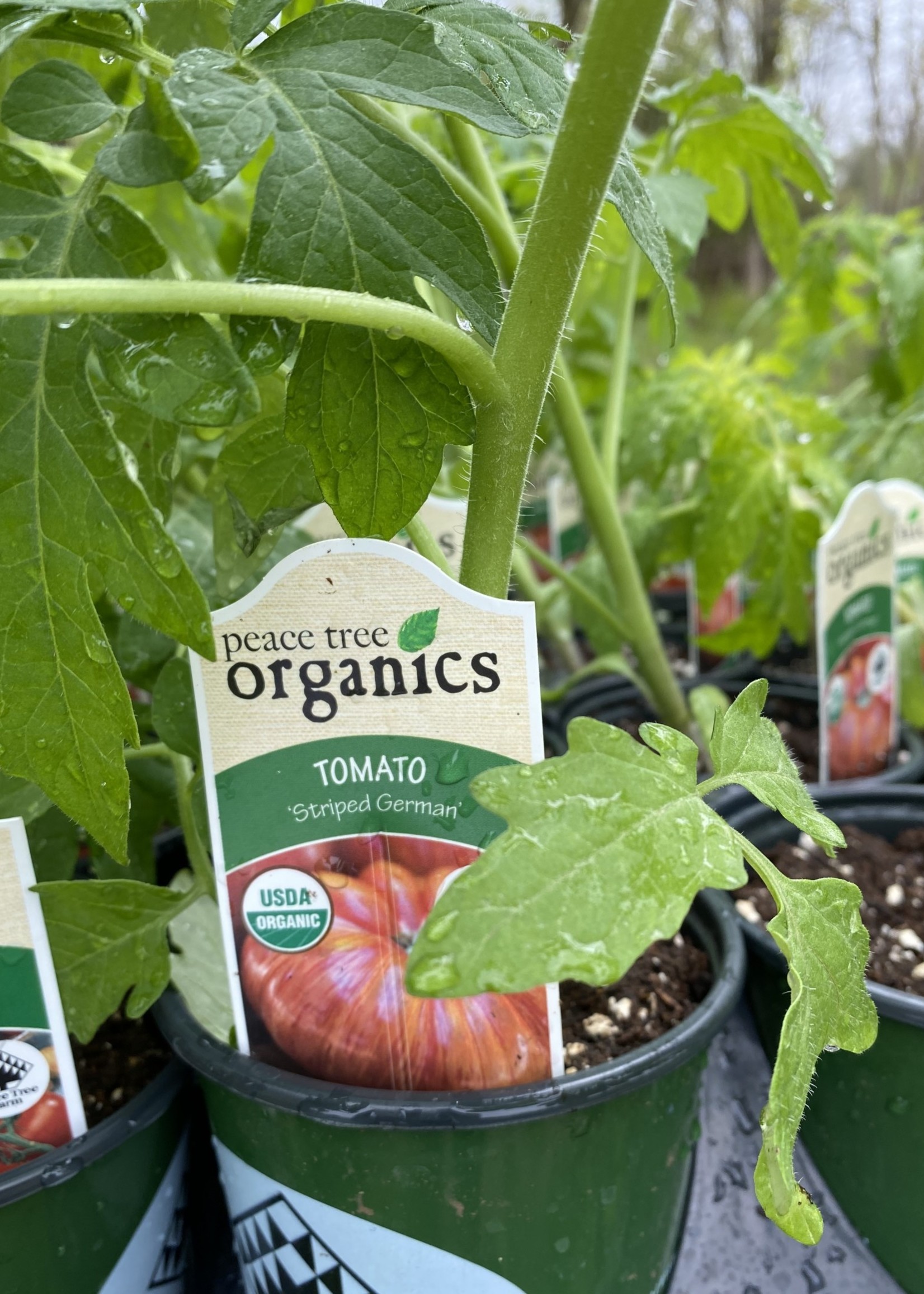 Tomato, Striped German Heirloom- Vegetable, Organic Quart pot