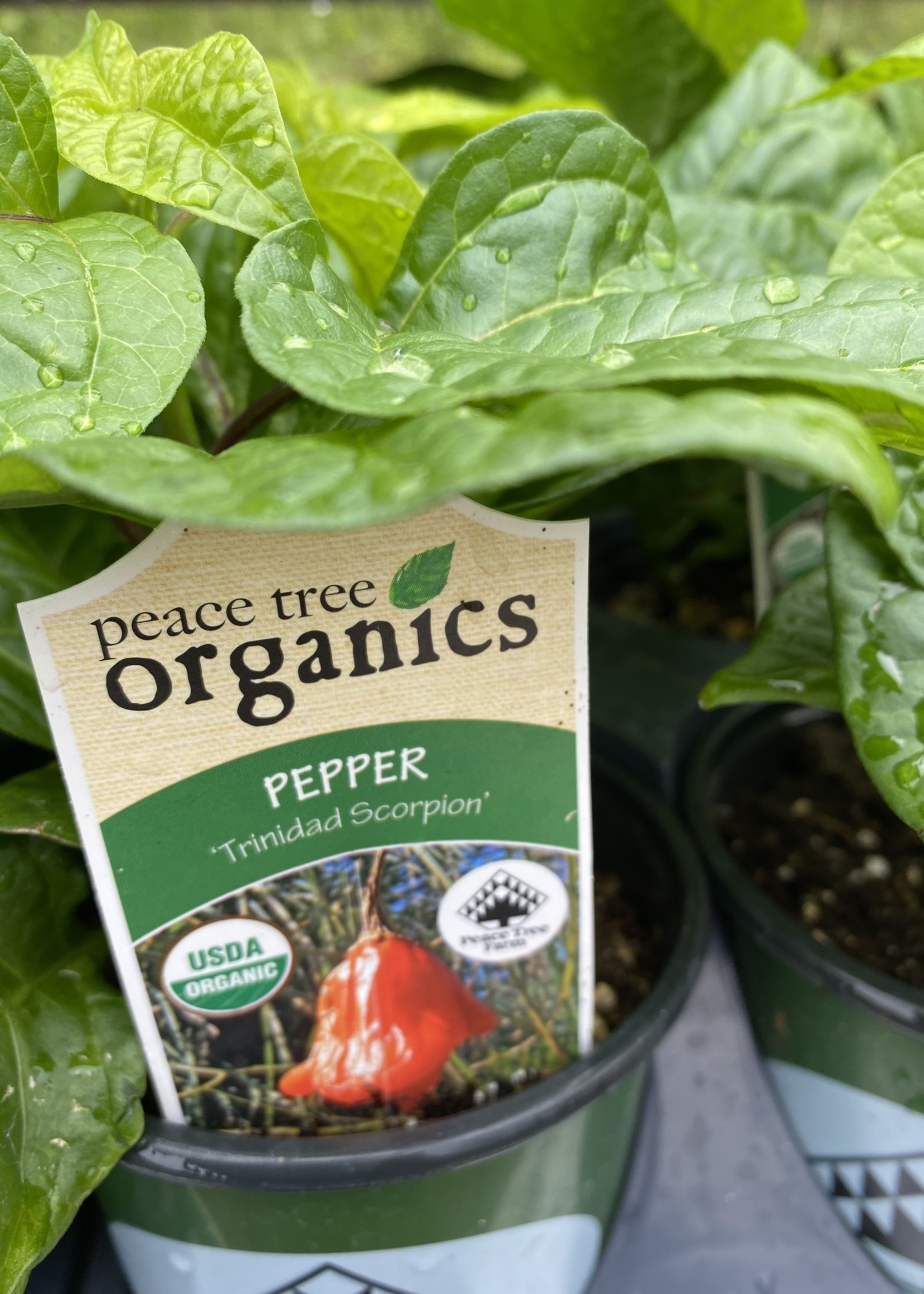 Pepper,  Trinindad Scorpion Organic Qt.