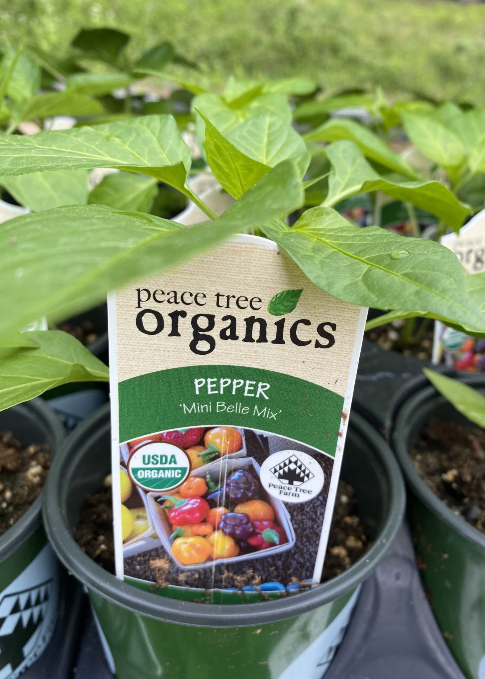 Pepper,  Mini Bell Mix Organic Qt.