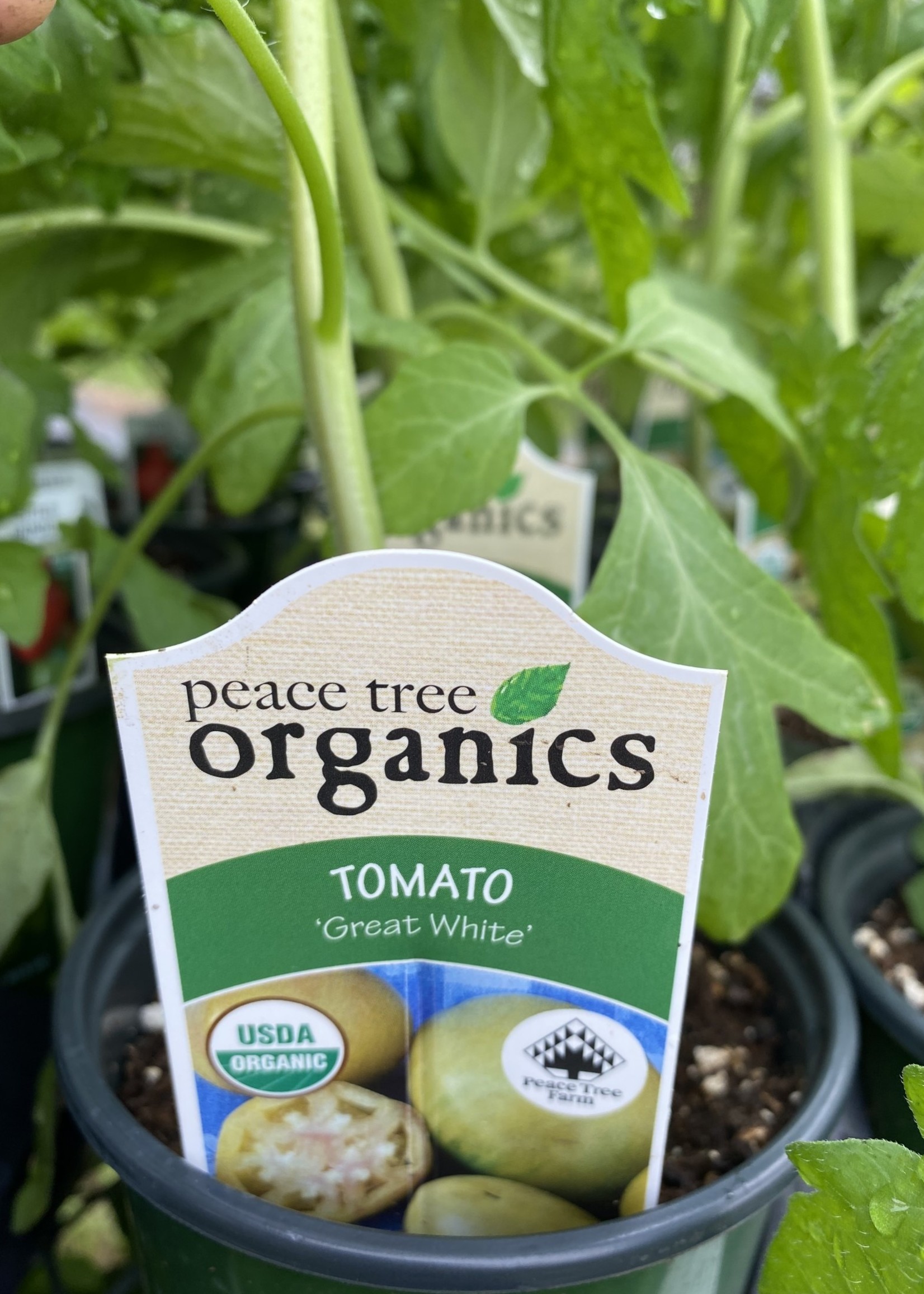 Tomato, Great White, Heirloom- Vegetable, Organic Quart