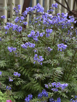 Polemonium Heaven Scent, Jacob's Ladder, #1