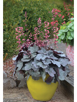 2024 Plant Olympics! Heuchera Dolce Silver Gumdrop, Coral Bells,  #1