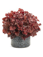 Heuchera Dolce Cherry Truffles, Coral Bells,  #1