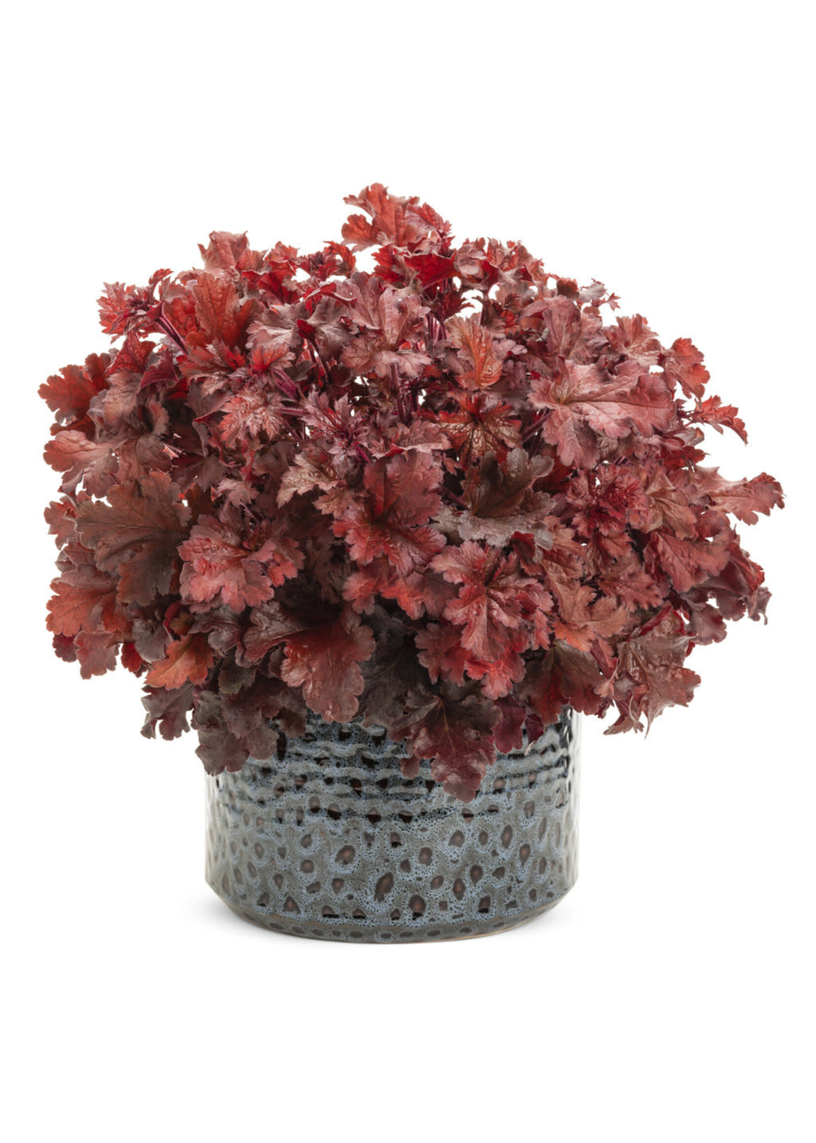 Heuchera Dolce Cherry Truffles, Coral Bells,  #1