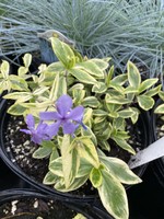 Spring Bloom Phlox divar. Blue Ribbon Phlox - variegated woodland phlox, #1