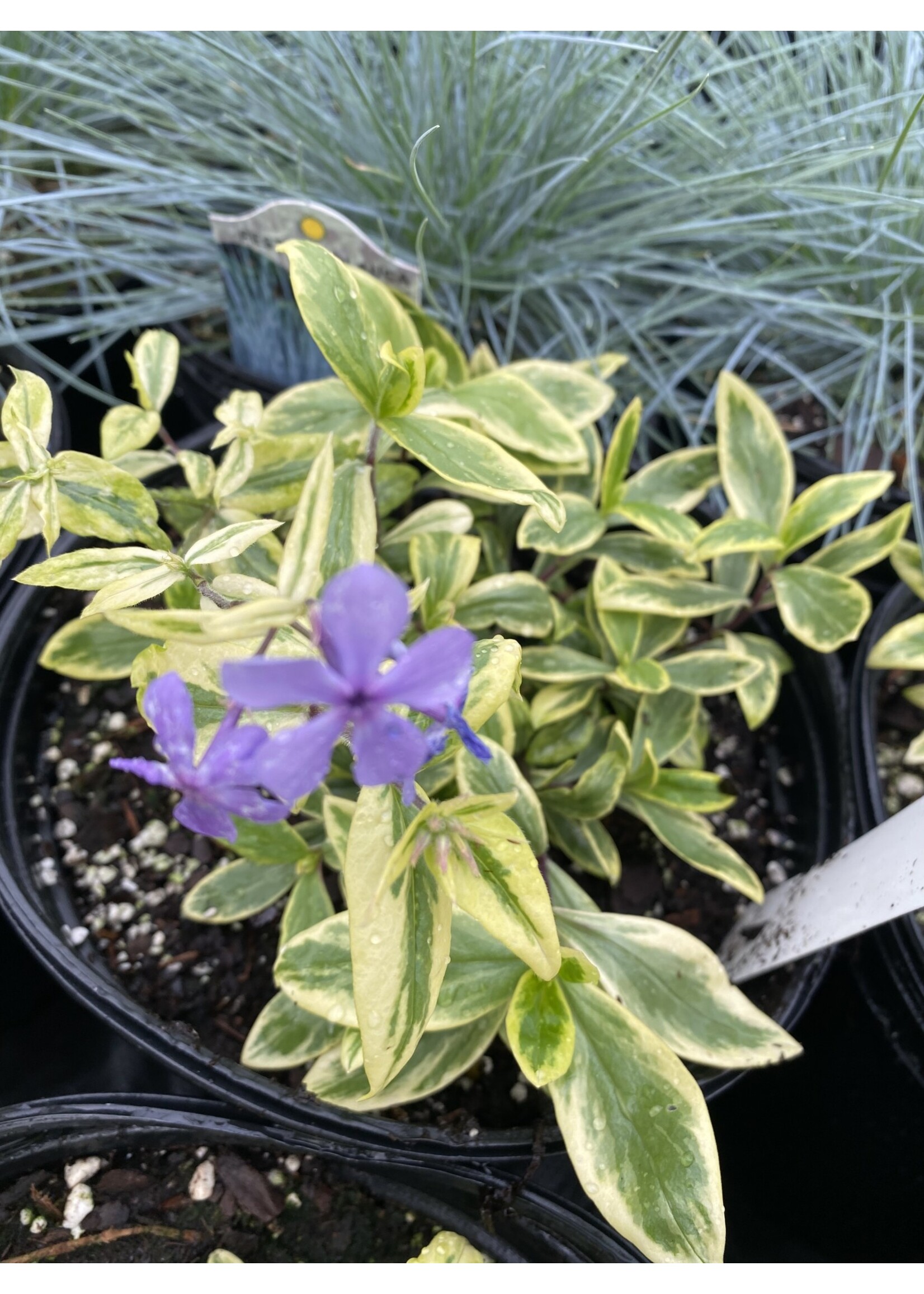 Spring Bloom Phlox divar. Blue Ribbon Phlox - variegated woodland phlox, #1