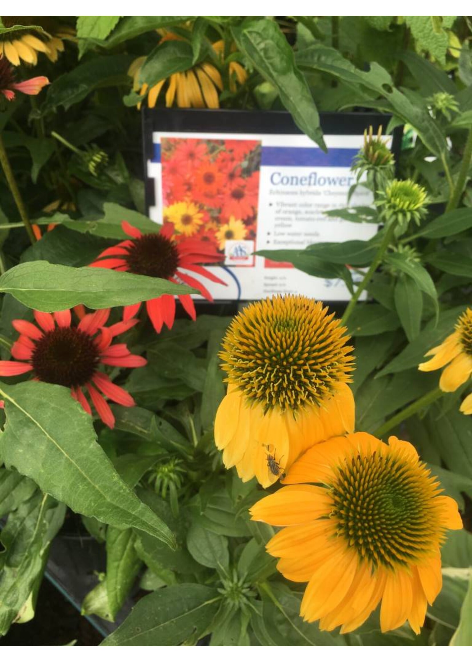 2024 Plant Olympics! Echinacea pur. Cheyenne Spirit, Coneflower #1