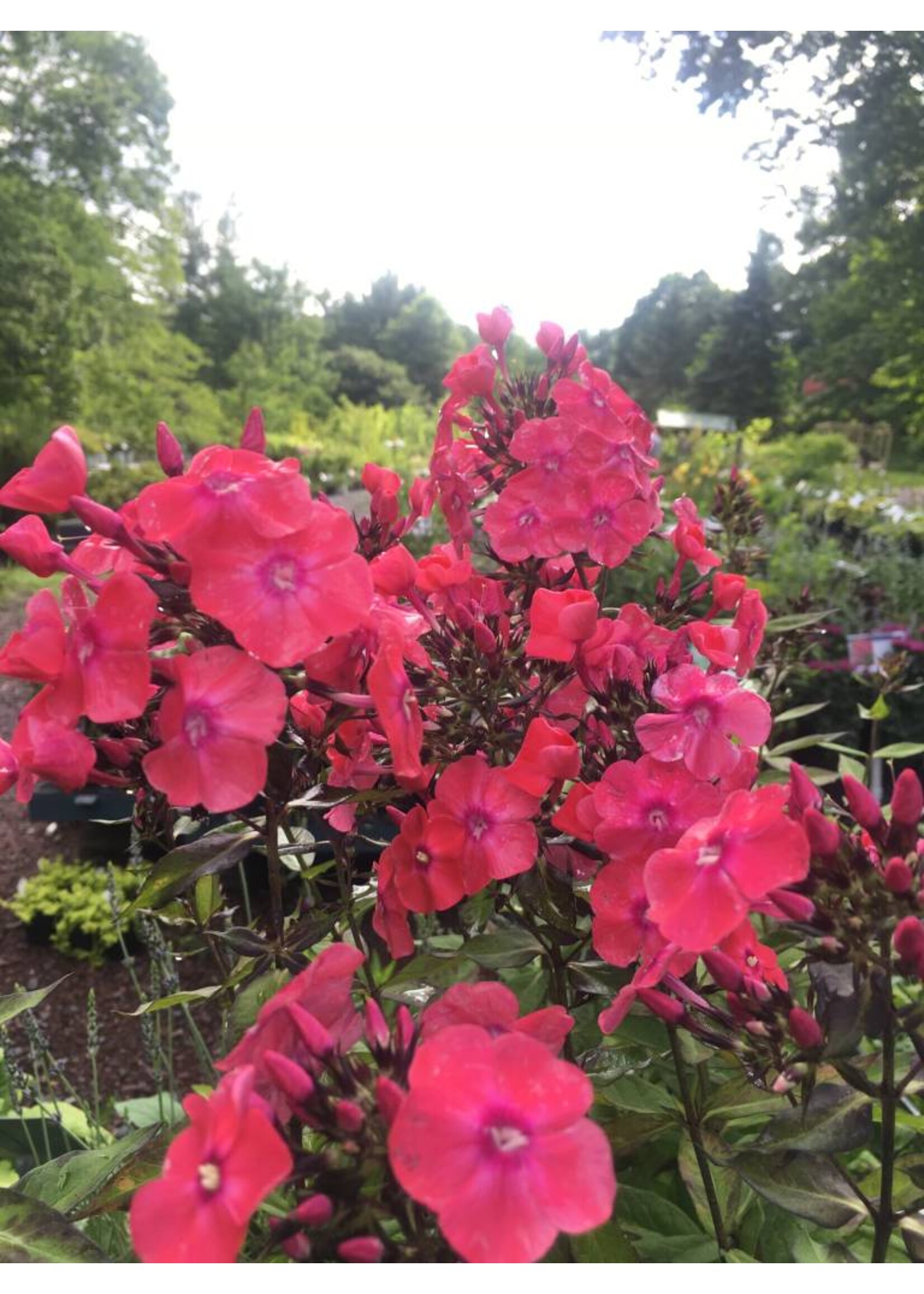 PHLOX paniculata. GLAMOUR GIRL #1