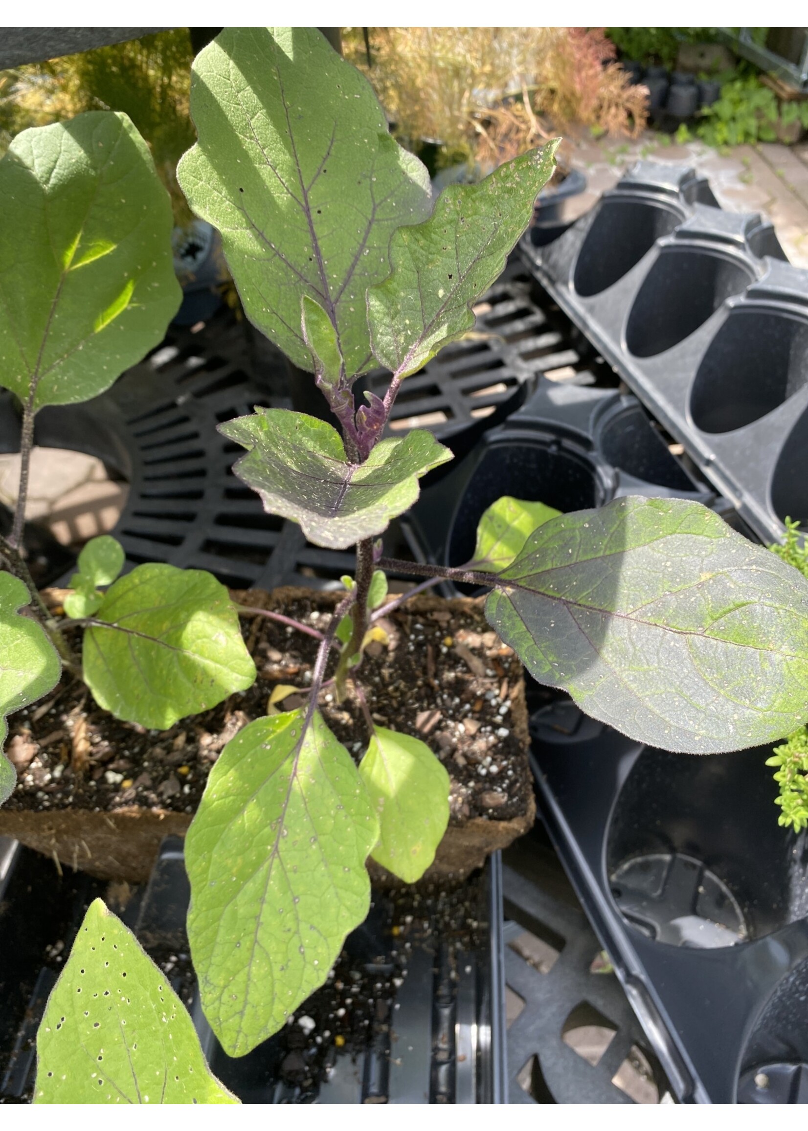 Aubergine Little Finger Ichiban Type, Eggplant- Vegetable, 4" pot