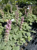 Ajuga reptans Pink Lightning, pink bugleweed 4" pot