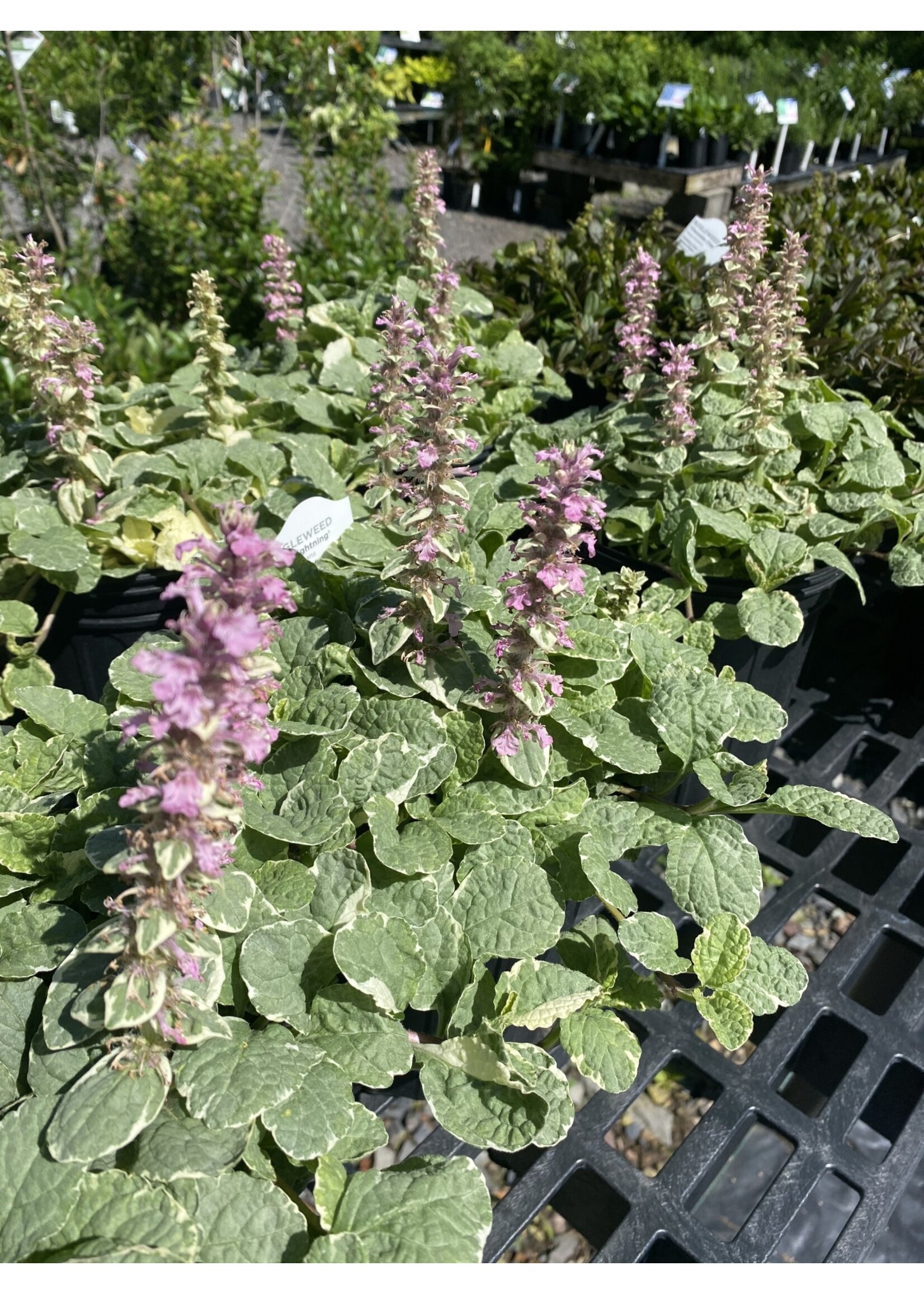 Ajuga reptans Pink Lightning, pink bugleweed 4" pot