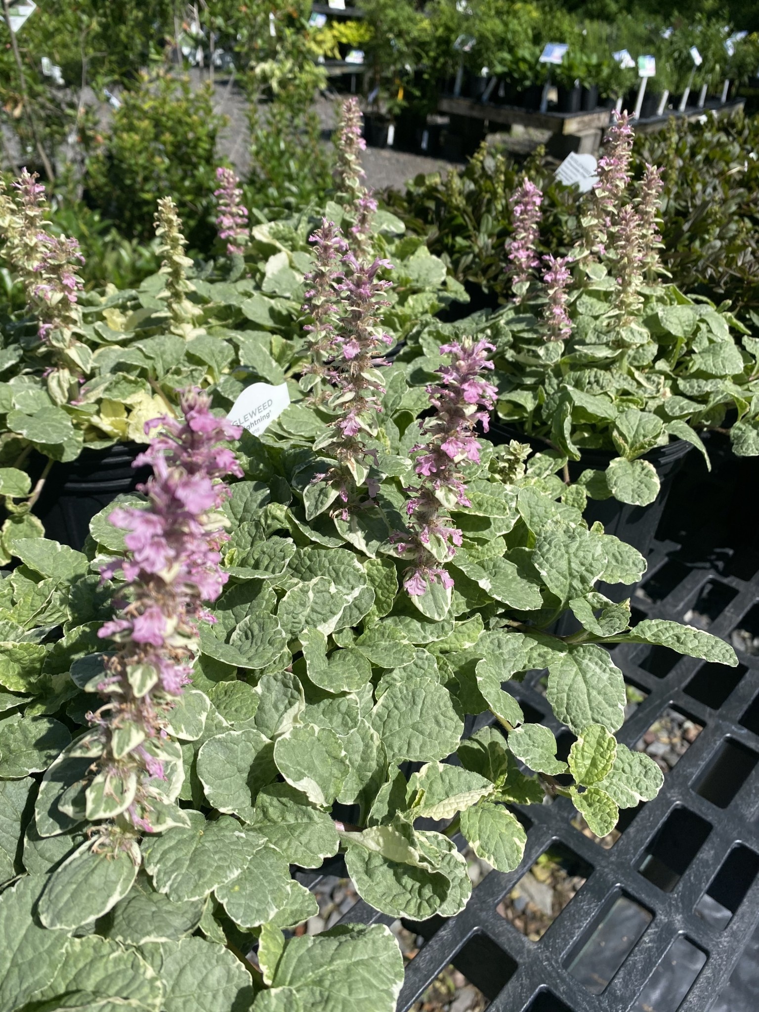 Ajuga reptans Pink Lightning, pink bugleweed #1 - Behmerwald Nursery