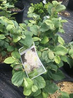 Fothergilla x intermedia Legends of the Fall - Behmerwald Nursery