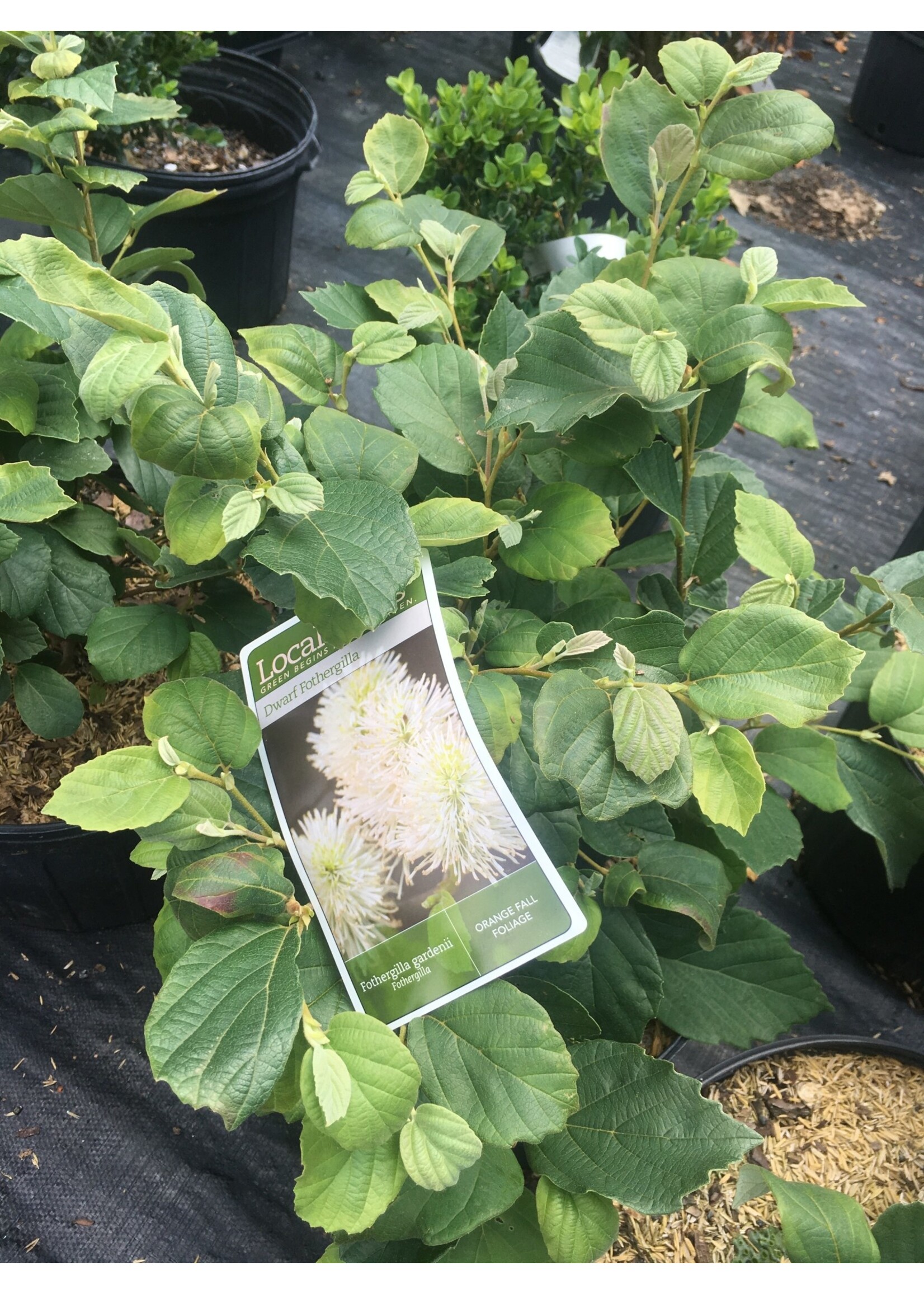 Fothergilla gardenii Fothergilla, Dwarf,#3