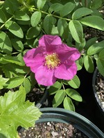 Rosa rugosa, Rose, rugosa, #2