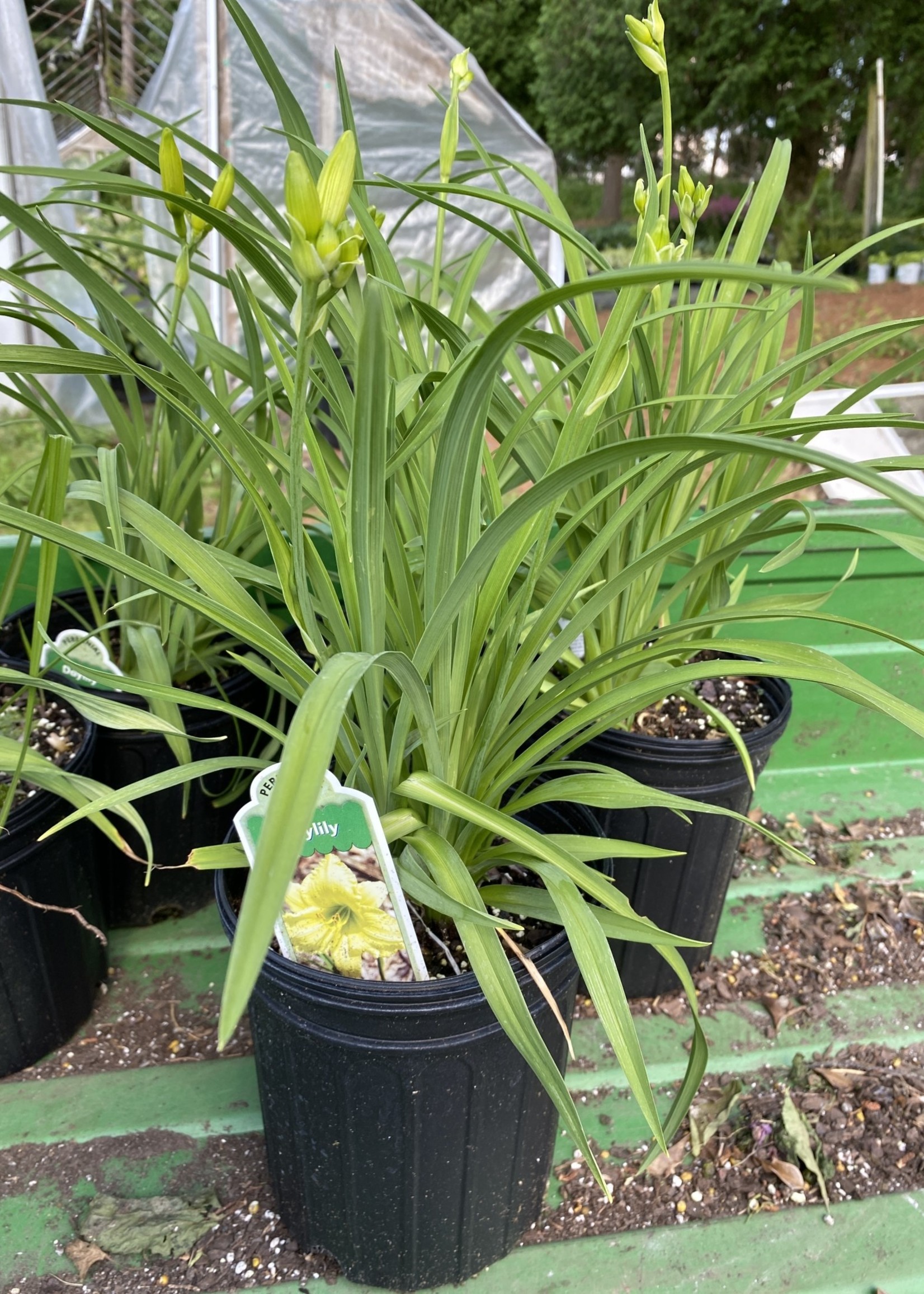 Hemerocallis Big Time Happy Daylily, #1 - Behmerwald Nursery