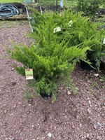 Juniperus chin. var. sar. Sea G Juniper - Chinese, Sea Green ground cover, #3