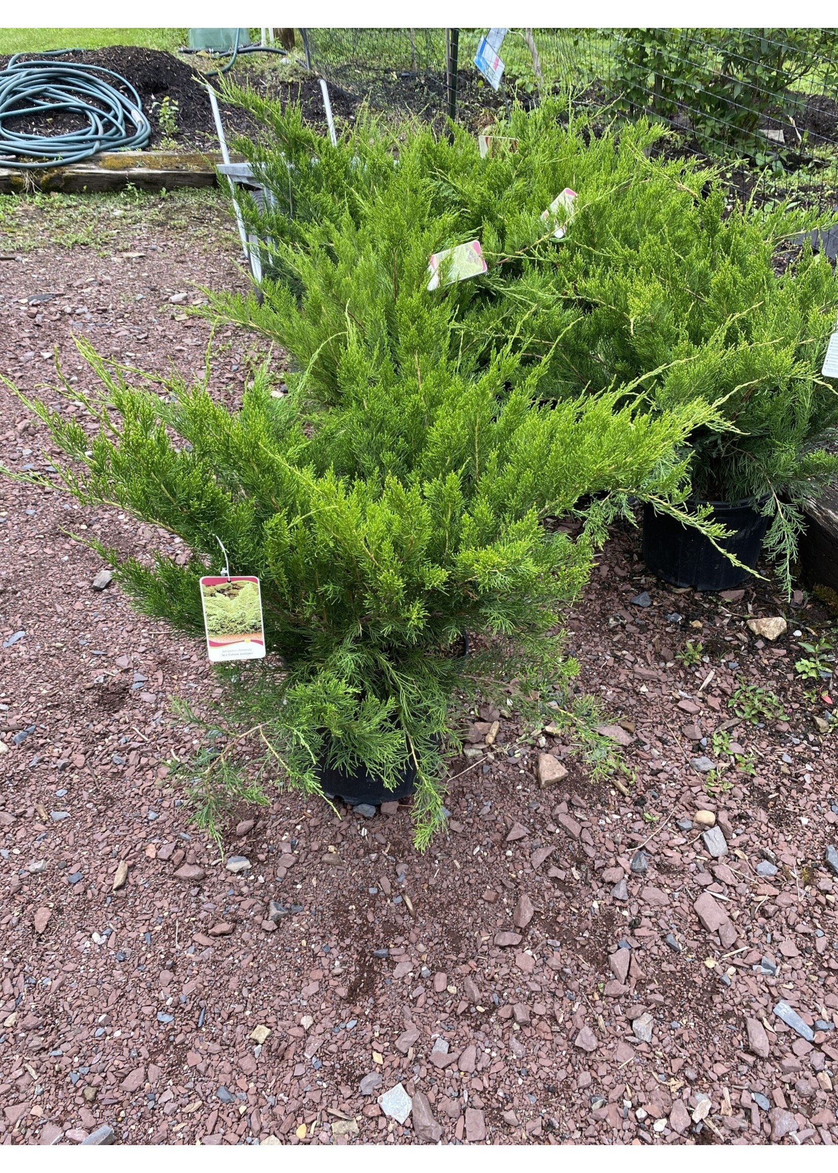 Juniperus chin. var. sar. Sea G Juniper - Chinese, Sea Green ground cover, #3
