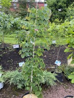 Cercis can. Cascading Hearts Redbud - Eastern Weeping, Cascading Hearts, #7