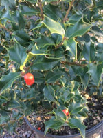 Ilex x aquipernyi Meschick Holly, Dragon Lady, #10