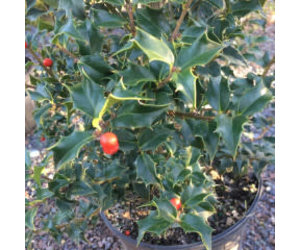 Ilex x aquipernyi Meschick Holly, Dragon Lady, #10 - Behmerwald