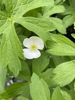 Anemone canadensis, Windflower,  #1