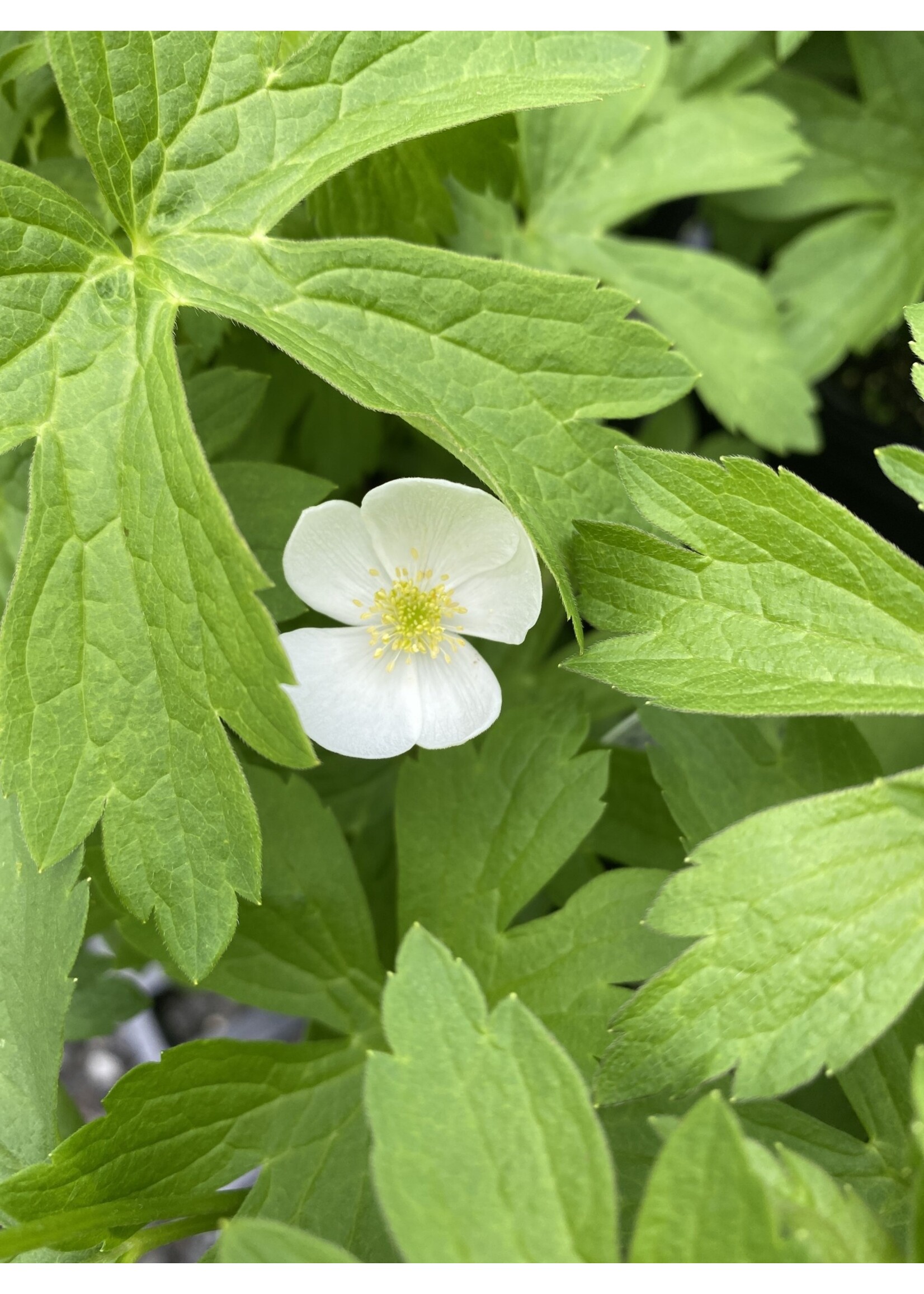 Anemone canadensis, Windflower,  #1