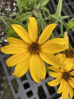 Helianthus salicifolius Autumn Gold, Willowleaf Sunflower, #1