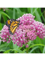 Asclepias incarnata Milkweed, Swamp #1 Container