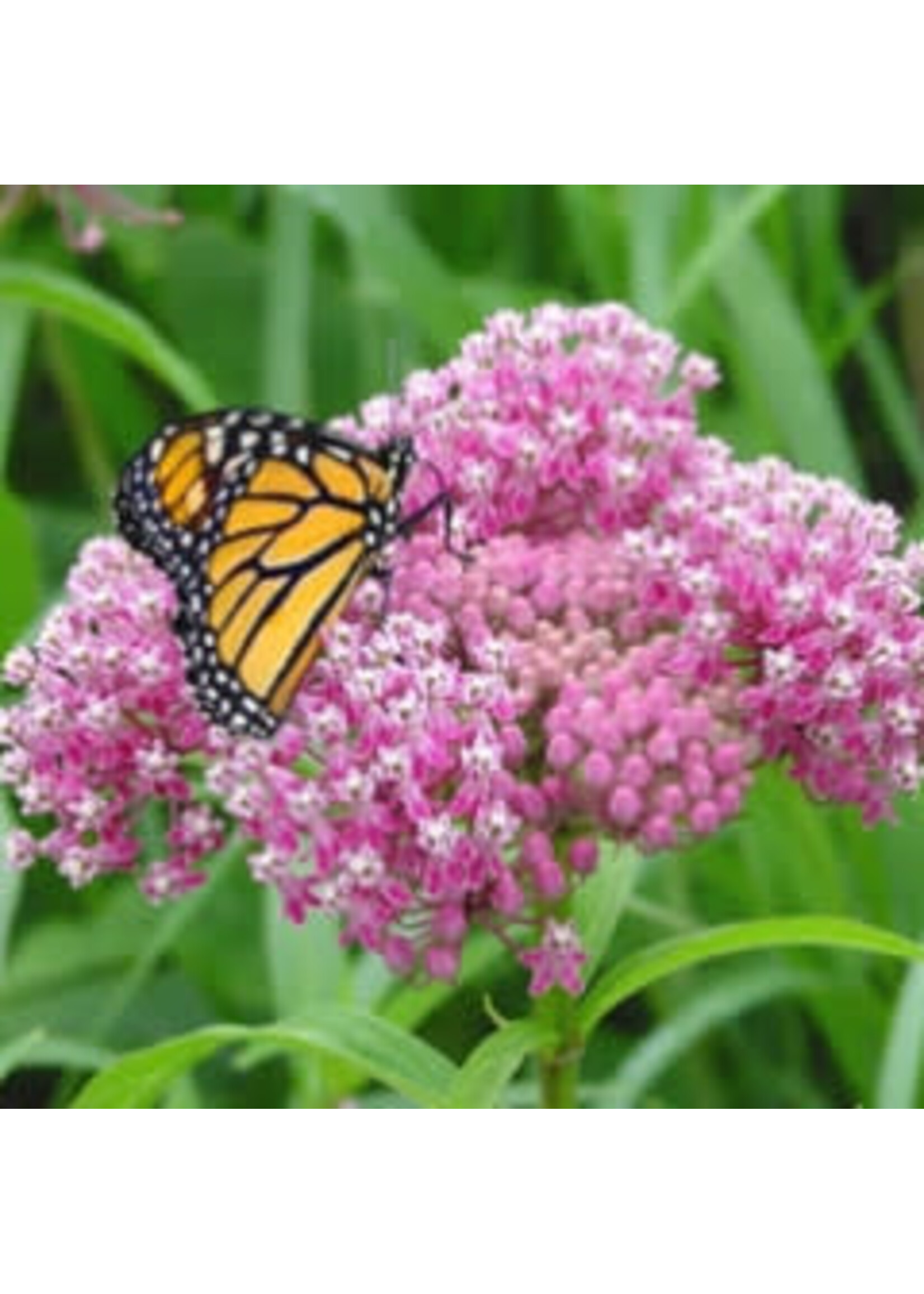 Asclepias incarnata Milkweed, Swamp #1 Container