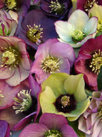 Spring Bloom Helleborus orientalis Brandywine, Lenten Rose, #1