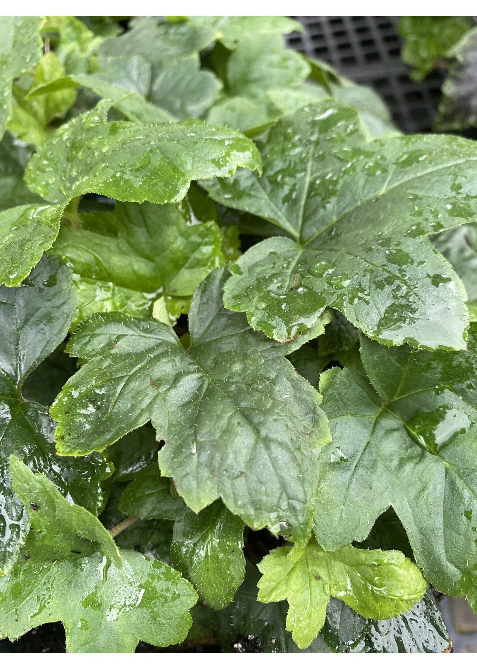 Tiarella cordifolia, Oakleaf Foamflower, Oakleaf, #1 container