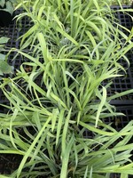 Carex flaccosperma, Blue Wood Sedge #1 container
