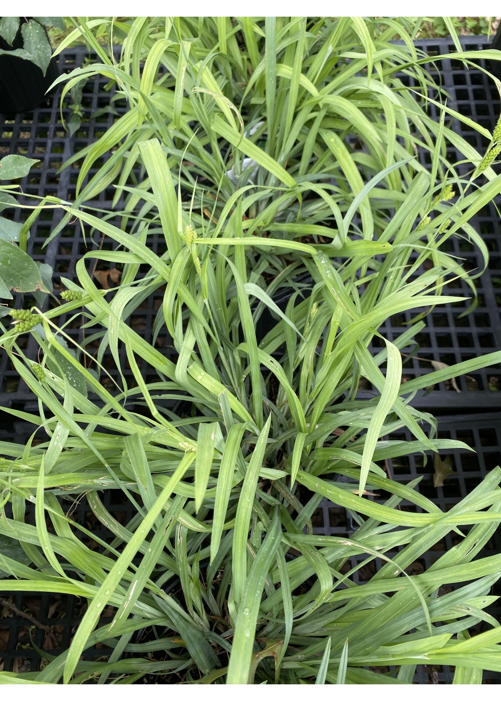 Carex flaccosperma, Blue Wood Sedge #1 container